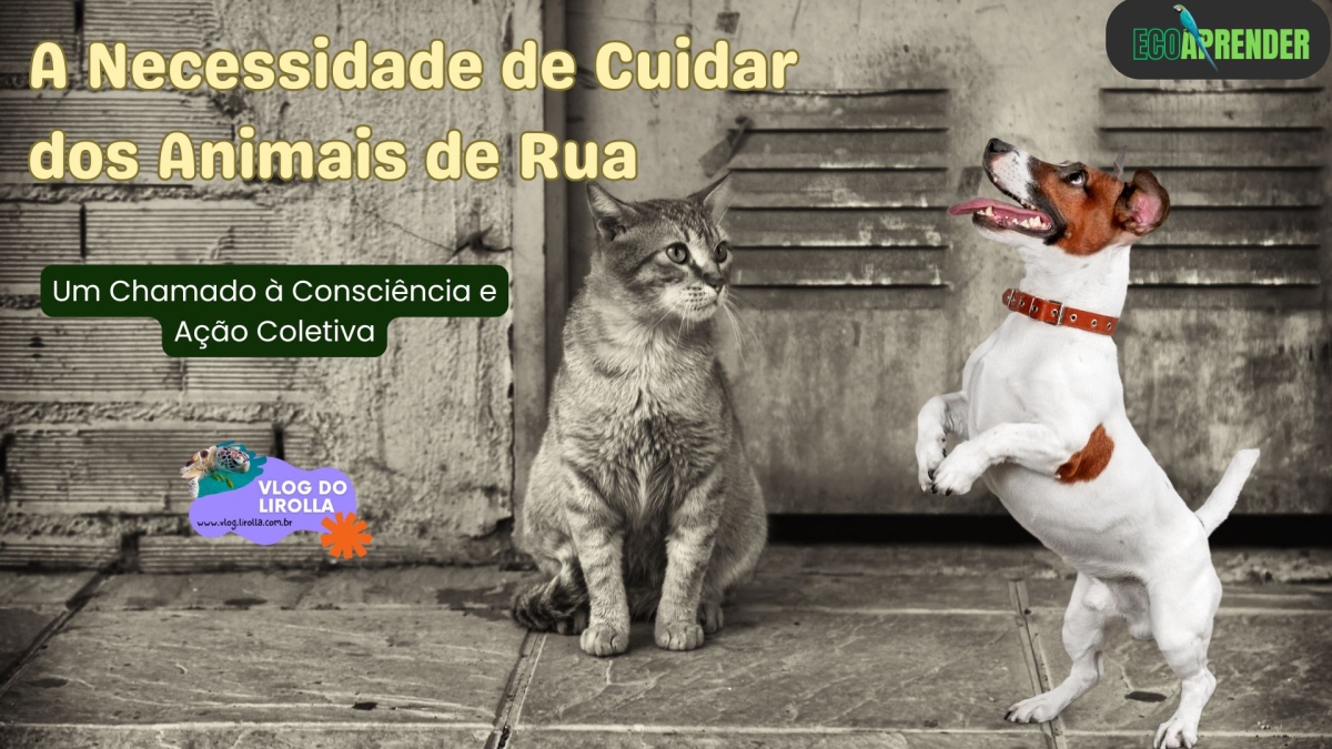 projeto EcoAprender - a necessidade de cuidar dos animais de rua