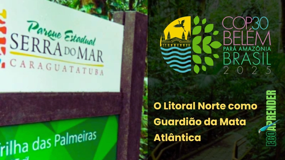 O Litoral Norte como Guardião da Mata Atlântica-min