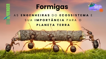 formigas engenheiras do ecossitemas