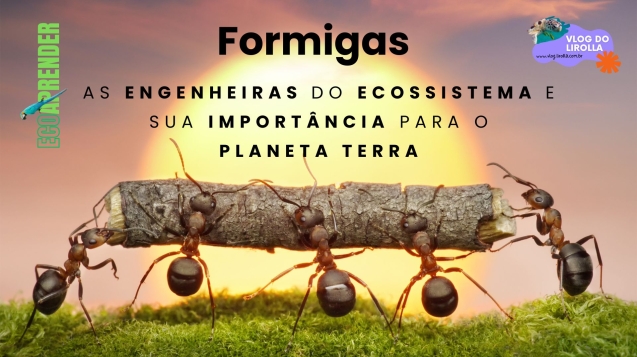 formigas engenheiras do ecossitemas