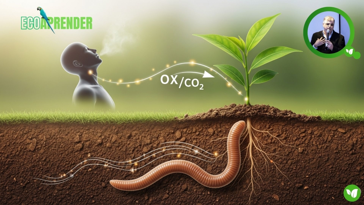 Projeto EcoAprender - O Respiro Secreto do Planeta A Parabola da Vida Interligada
